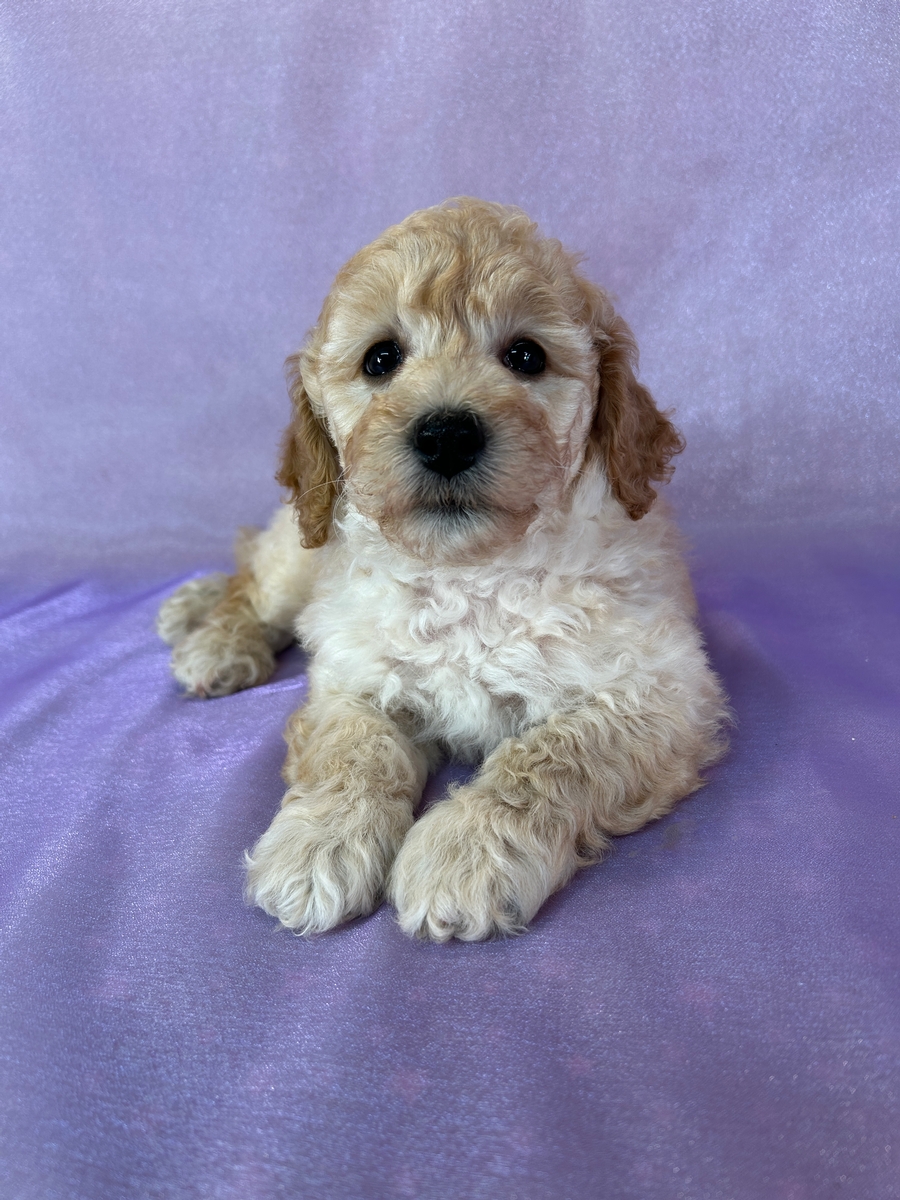 Male Bichon Poodle Puppy for Sale DOB 4-18-2026 $950